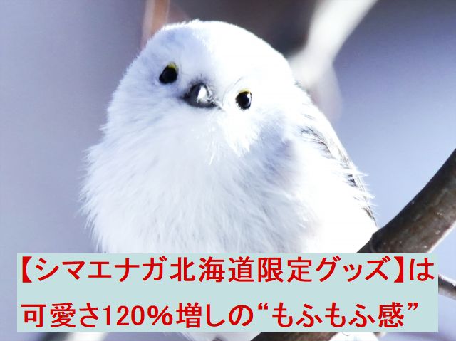 【シマエナガ北海道限定グッズ】は可愛さ120％増しの“もふもふ感”